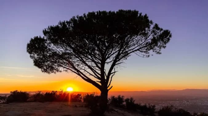 🌳✨ April Hike: The Wisdom Tree – A Place for Wishes ✨🌳